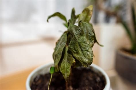 枯萎植物 風水|【植物風水】家の中で植物が枯れてしまった場合は風水目線で。